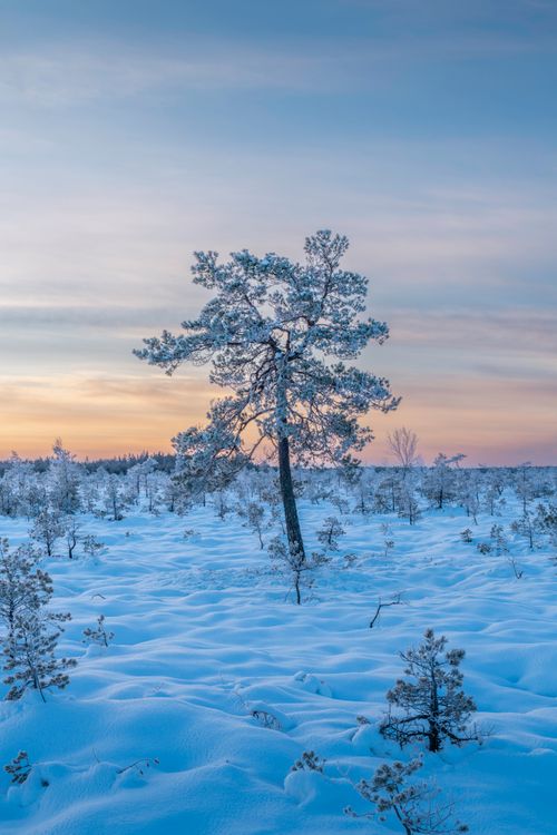 Free A solitary snow-covered tree in a serene winter landscape at sunset, capturing the tranquility of nature. Stock Photo