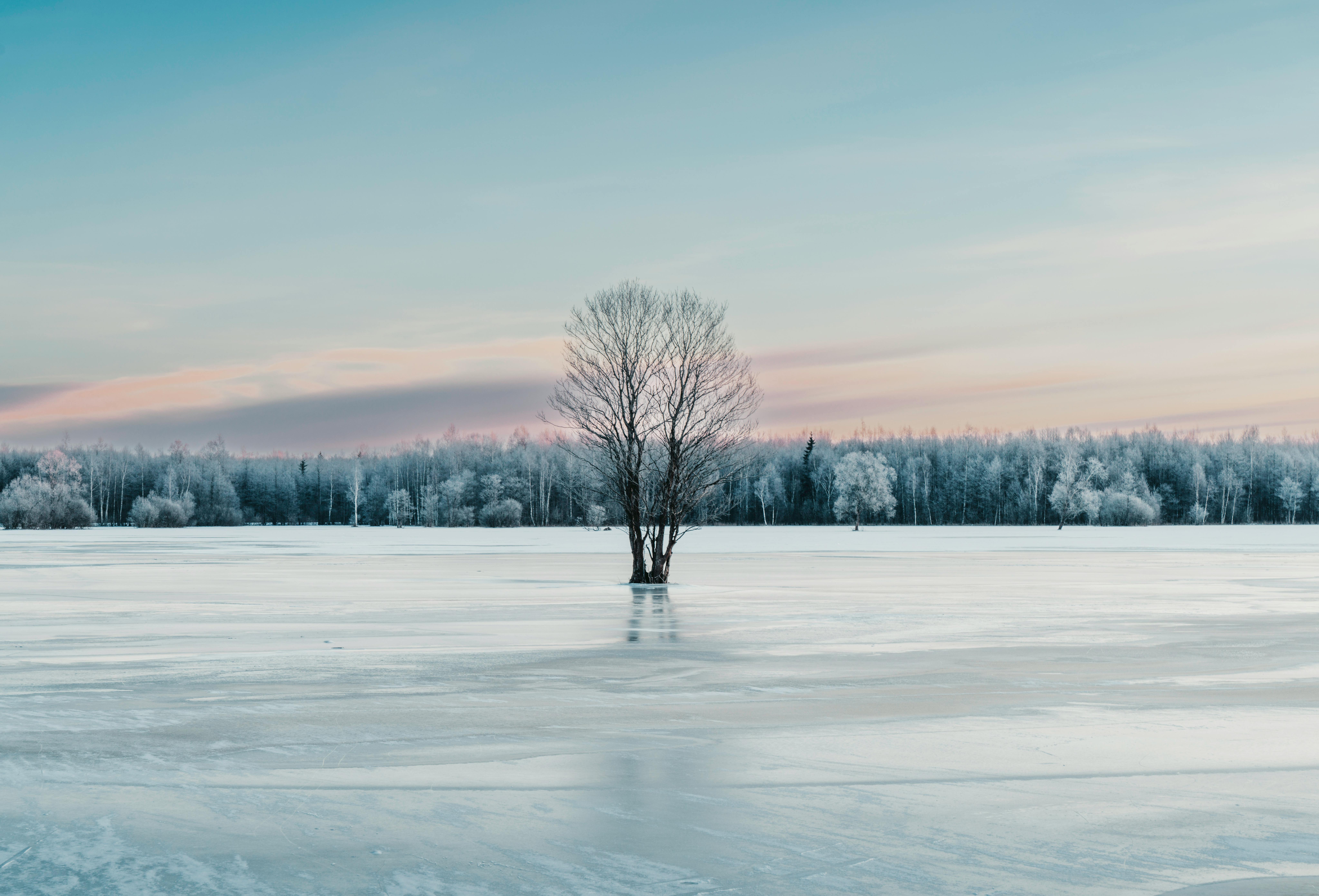 Serene Winter Landscape with Lone Tree on Icy Lake · Free Stock Photo