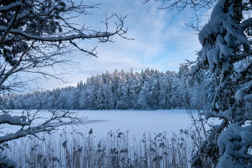 Free A tranquil snowy lake and forest landscape creating a serene winter atmosphere. Stock Photo