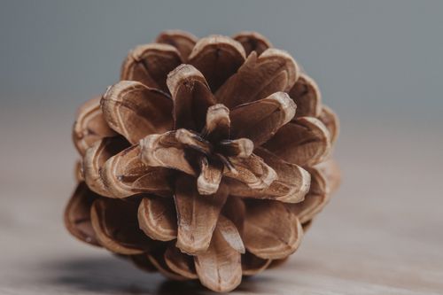 Free Detailed macro shot of a pine cone on a wooden background, showcasing natural textures. Stock Photo