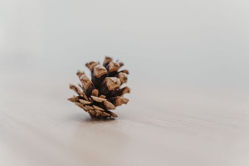 Free Close-up of a pine cone on a wooden surface, showcasing minimalist design. Stock Photo