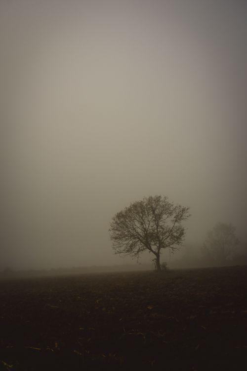 Lonely Tree in a Misty Field at Sunrise · Free Stock Photo