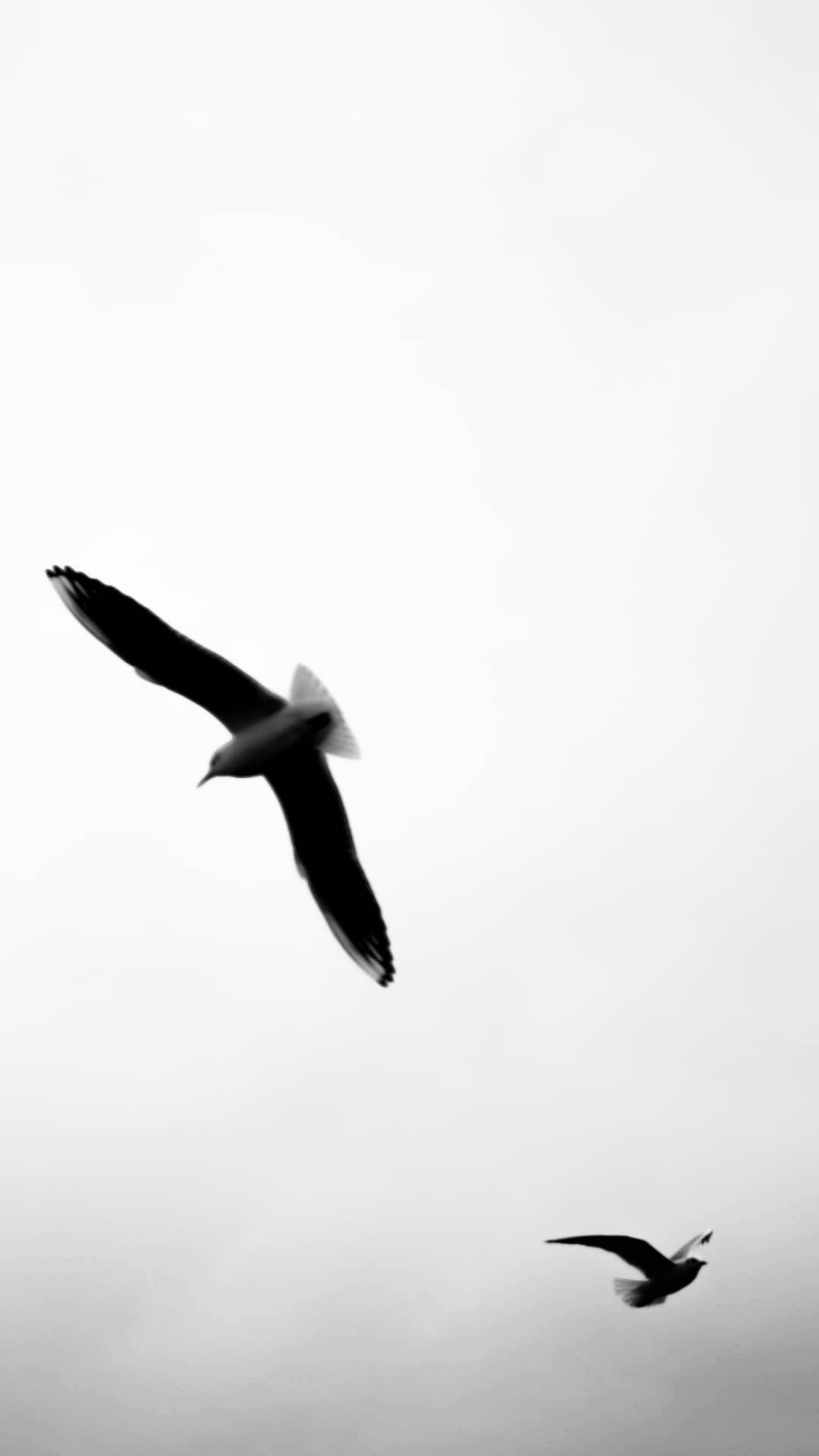 Black and White Seagulls in Flight · Free Stock Photo