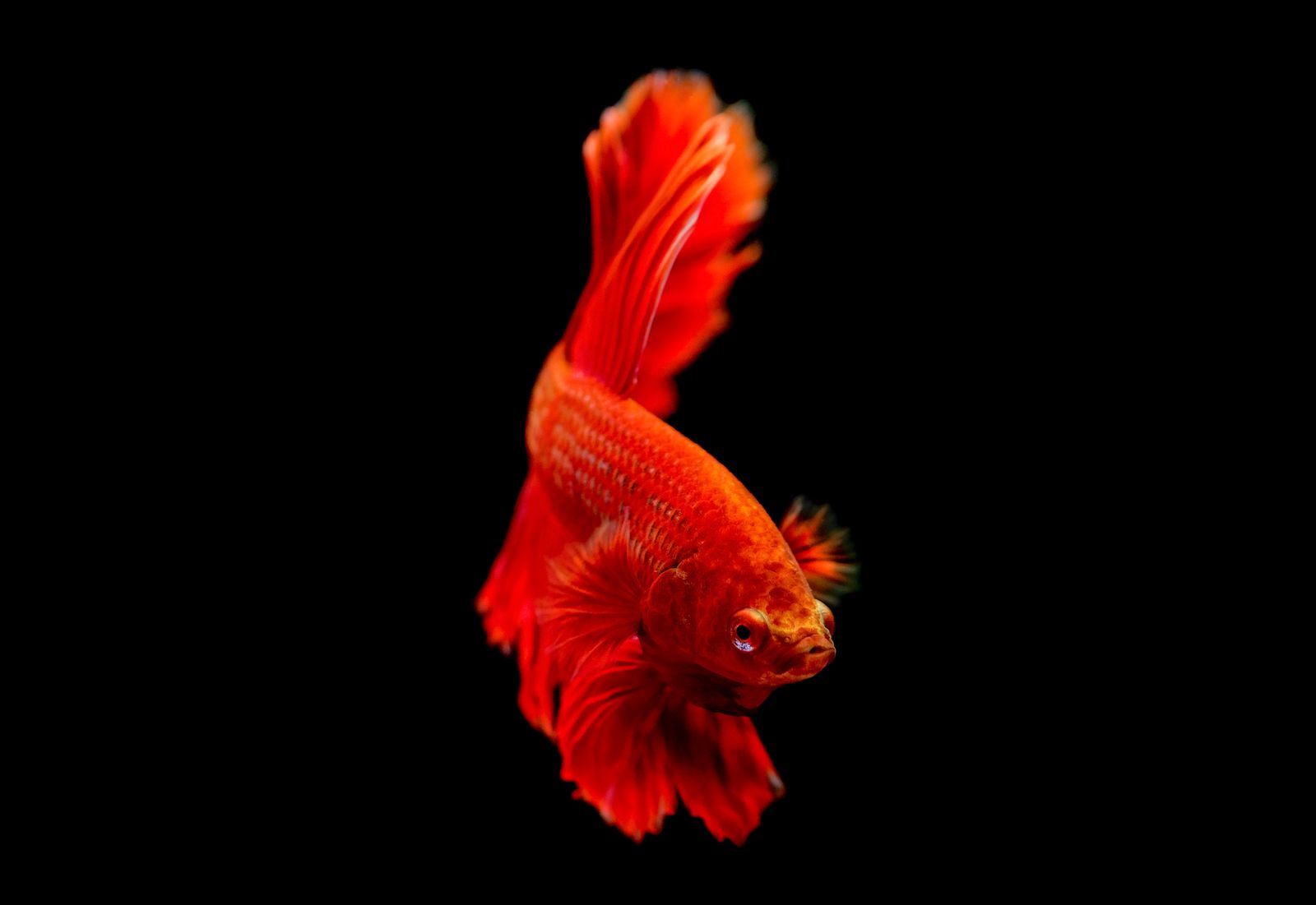 泰國鬥魚 · 半月