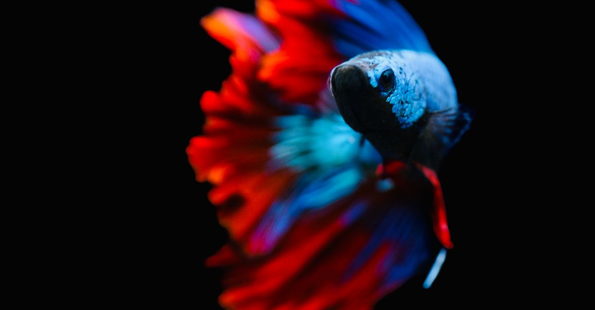 Dramatic Fish Images Vibrant Betta Fish in Dramatic Lighting · Free Stock Photo