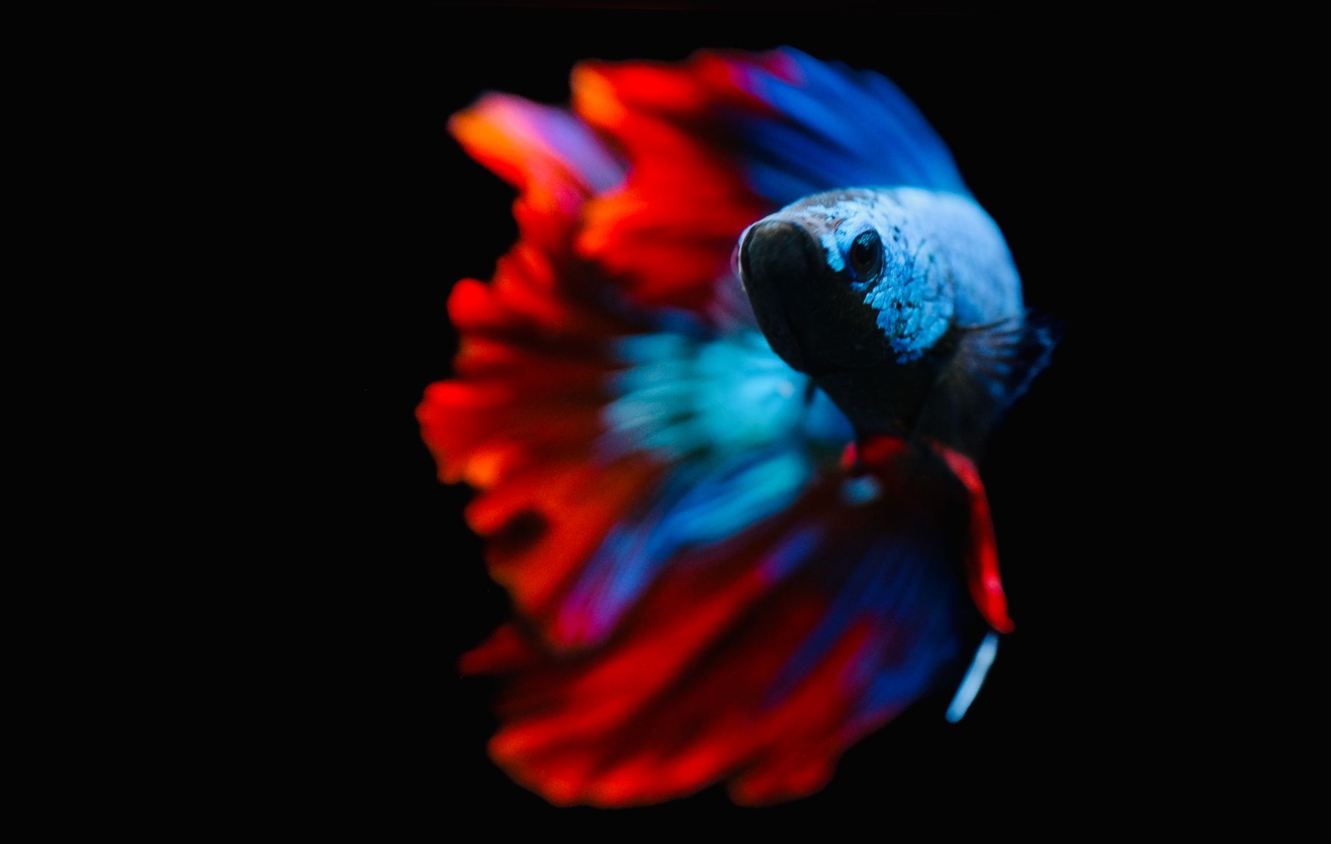 Close-up of a colorful betta fish with vibrant fins against a dark background.