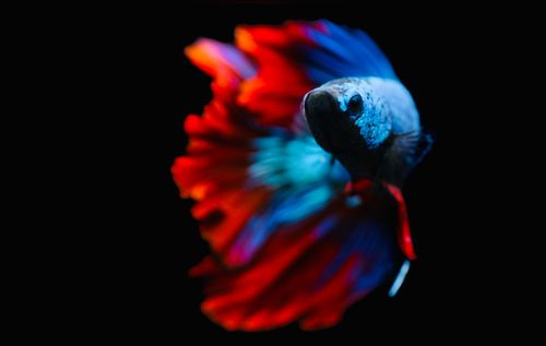 47 mille Images et Photos de Splendens de betta Libres de Droits 47 mille Images et Photos de Splendens de betta Libres de Droits
