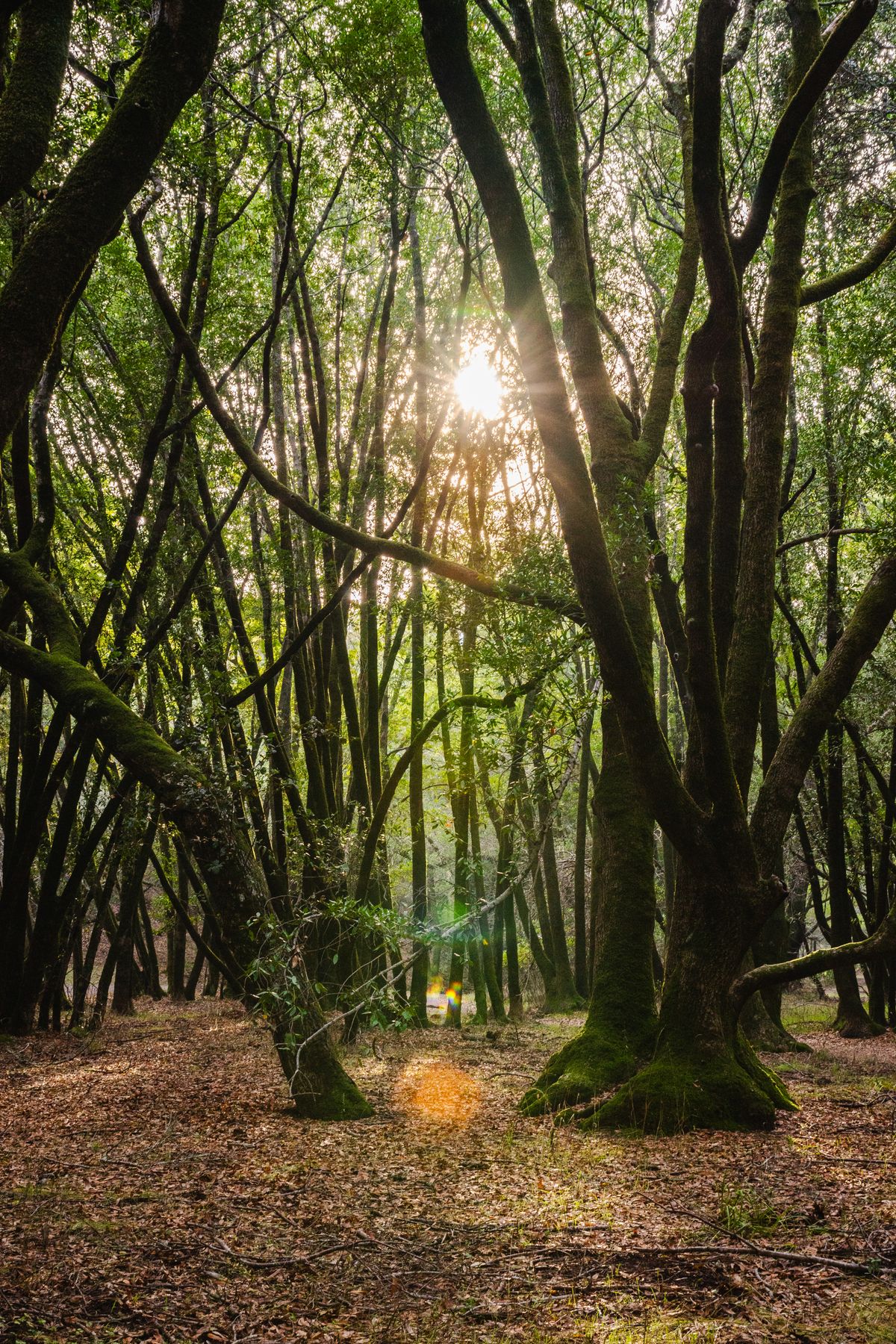 Misty Forest 4K Samsung Galaxy S25 S26 Wallpaper