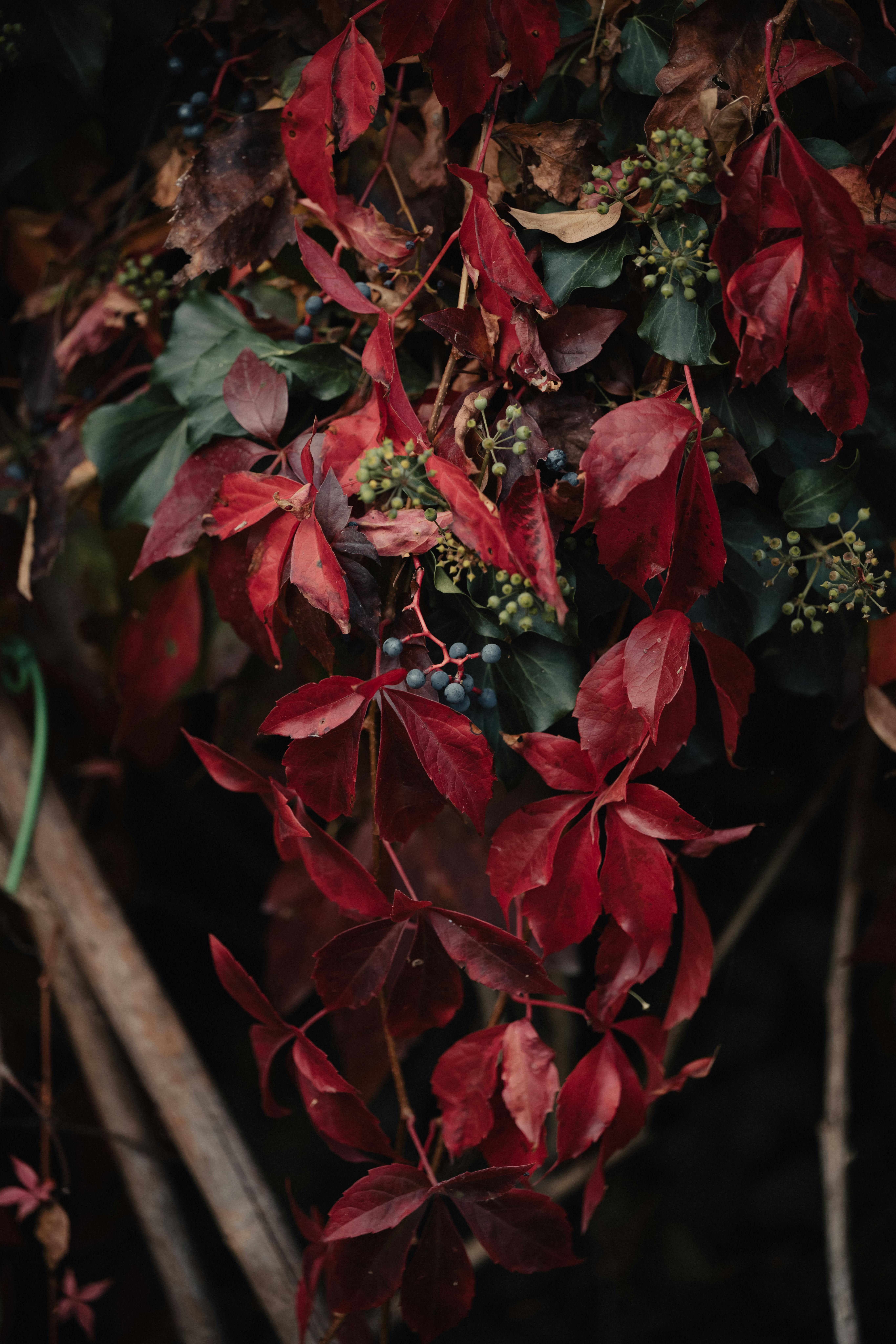 Moody autumn scene with vibrant red leaves and dark tones, captured in İstanbul.