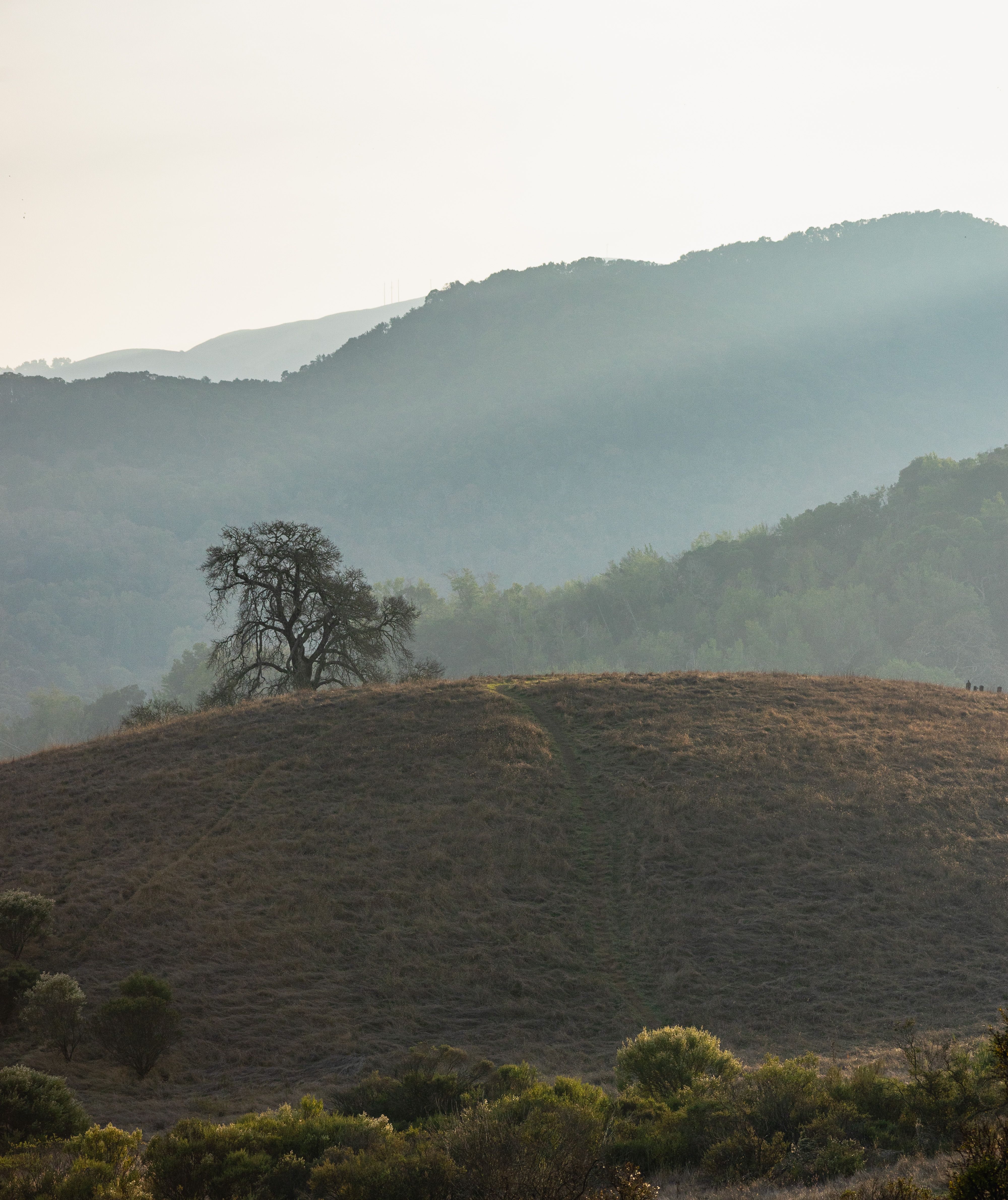 Serene Mountain Landscape with Lone Tree · Free Stock Photo