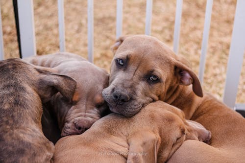 bebek köpek, bulldog, kahverengi köpek içeren Ücretsiz stok fotoğraf