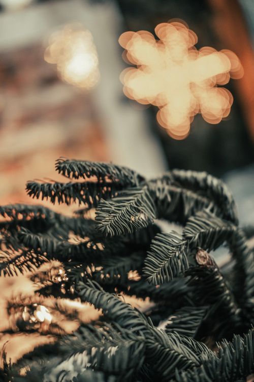 Free Close-up of a fir branch with glowing bokeh lights, capturing a festive winter mood. Stock Photo