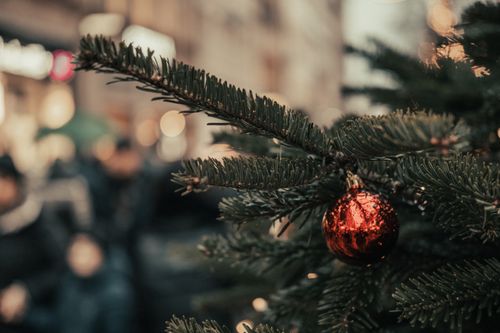 Free Close-up of a red ornament on a Christmas tree branch outdoors. Winter holiday scene. Stock Photo