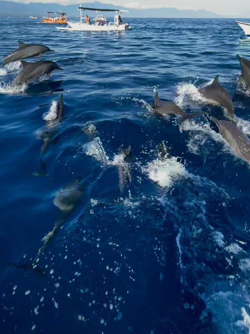 Free Dolphins in indonesia Stock Photo