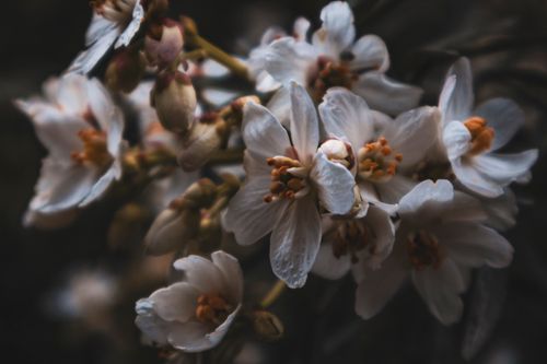 Free stock photo of blanche, flowers Stock Photo