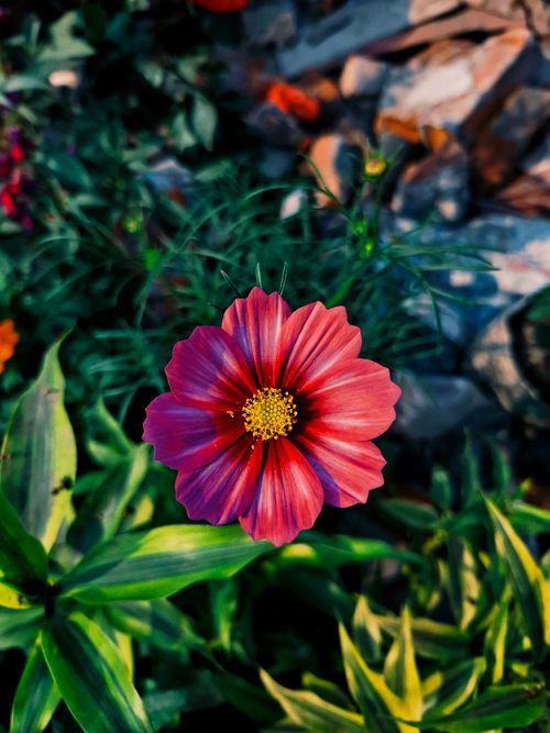 Free Vibrant pink cosmos flower blooming in a lush garden setting. Stock Photo