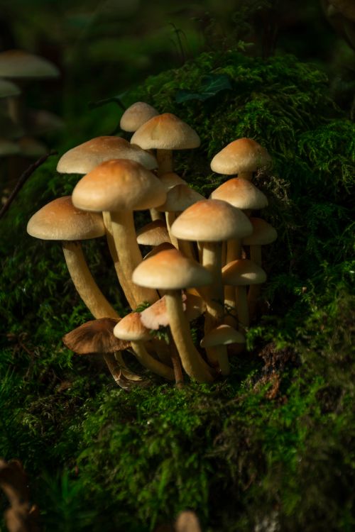 Free stock photo of mushroom Stock Photo