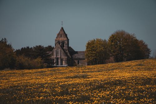Free stock photo of church, flower fields, yellow Stock Photo