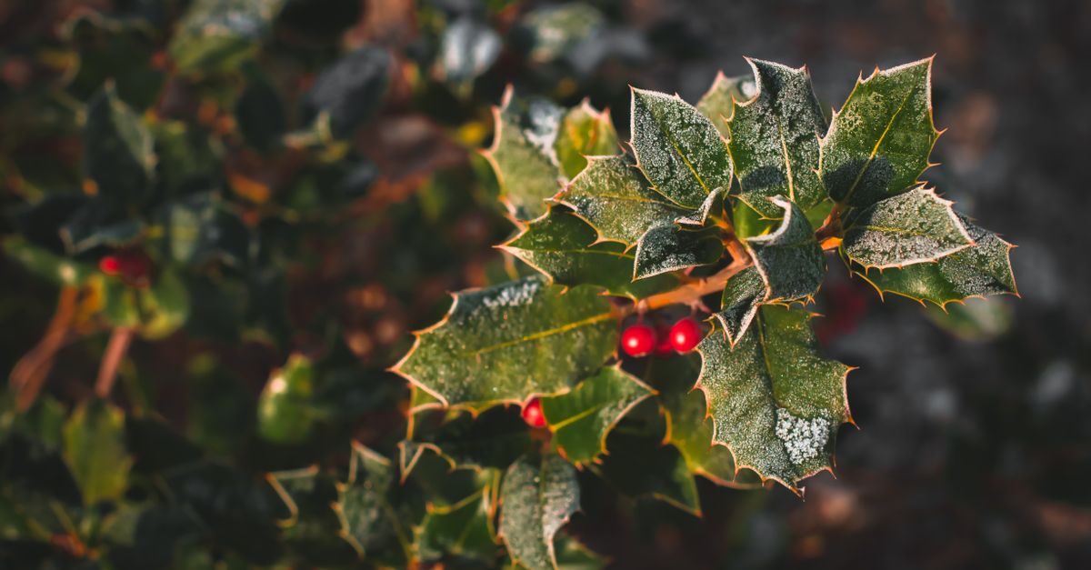 Close-up of frosty holly leaves with red berries, symbolizing winter and holiday season.