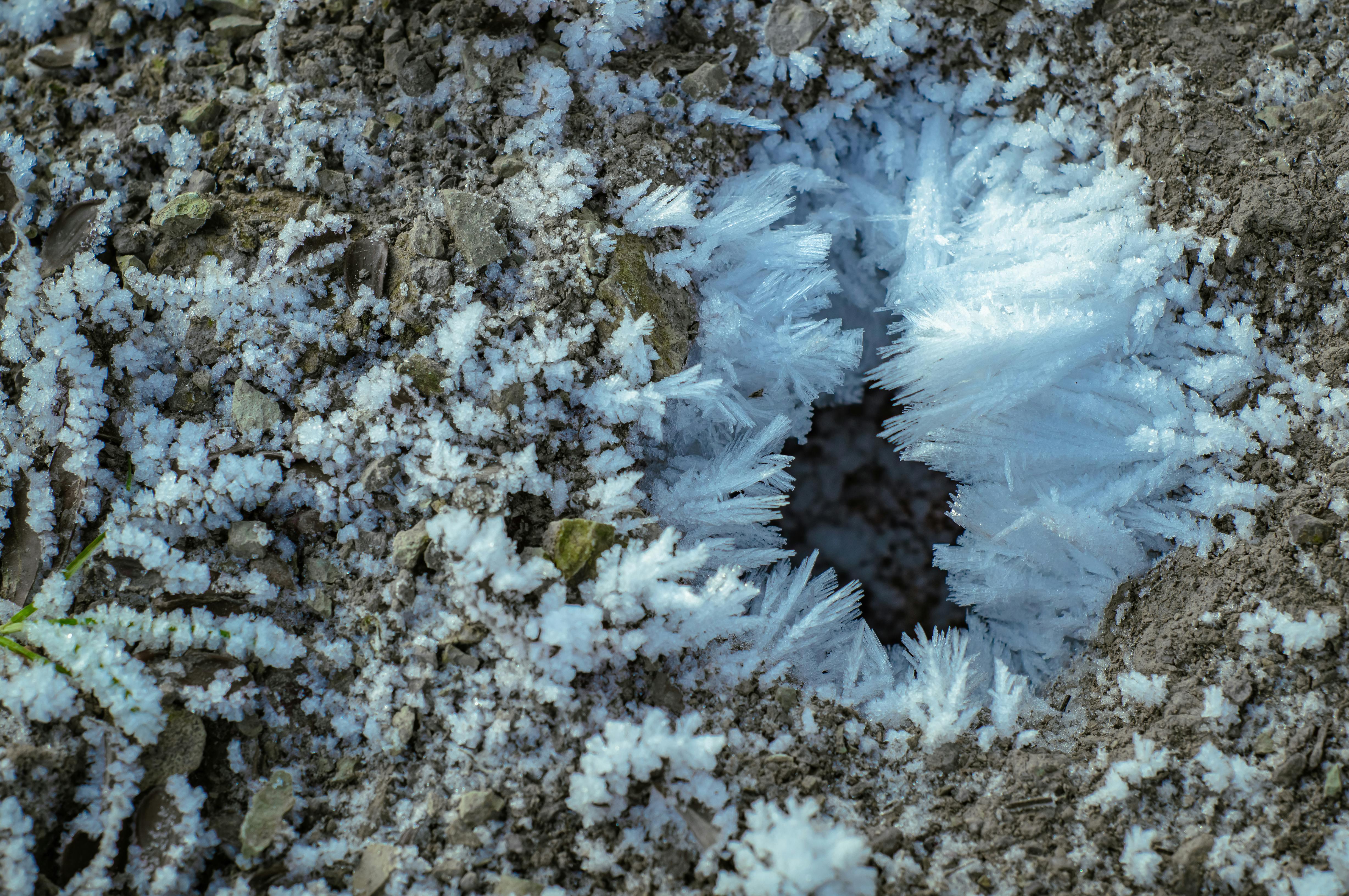 Ancient Arctic Fungal Networks Revived from Permafrost