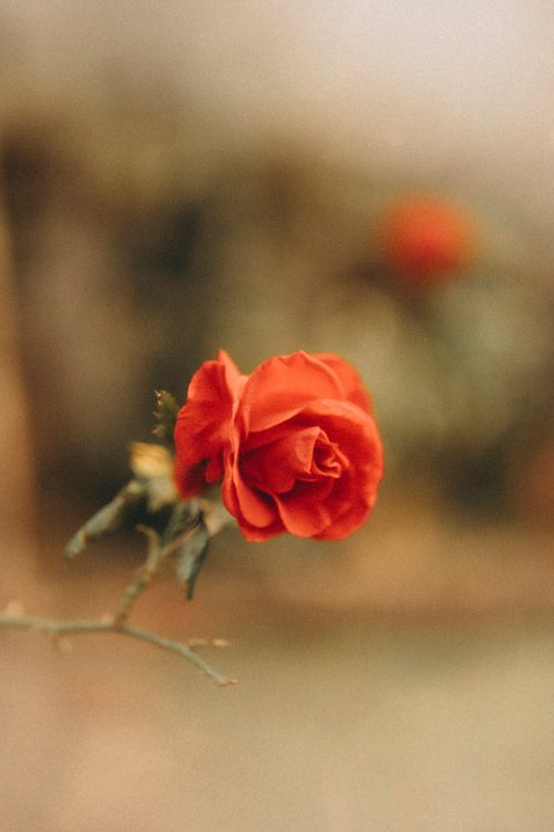 Free Stunning close-up of a red rose in full bloom with a soft background. Stock Photo