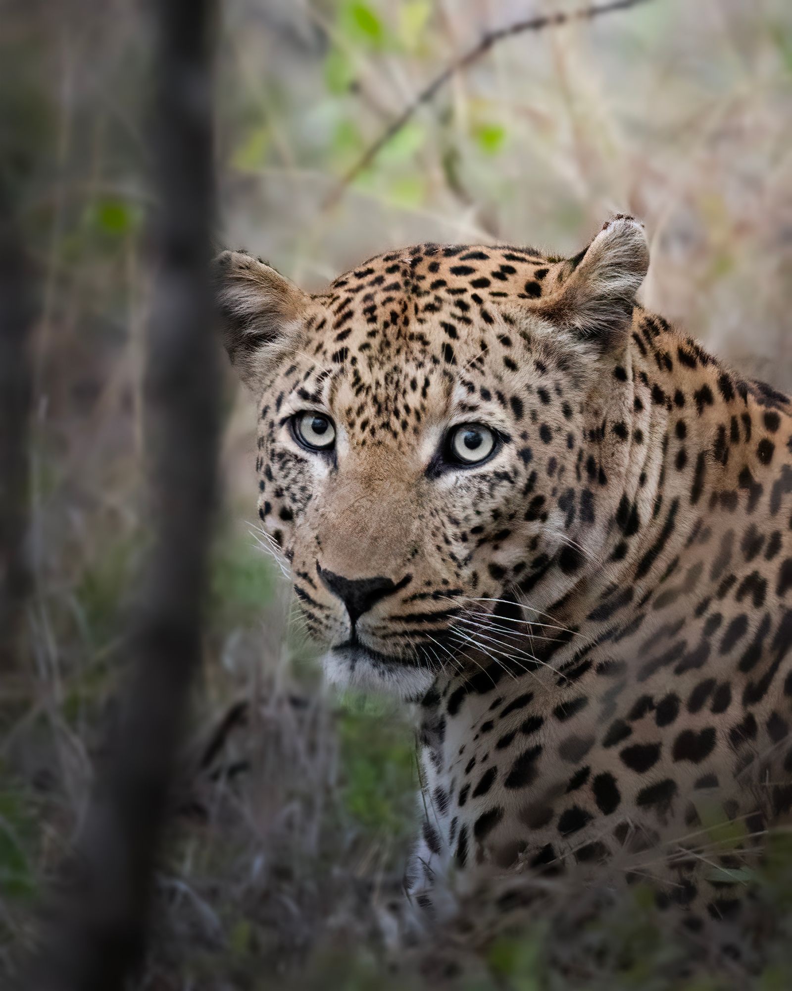 Real Leopard Image 3,000+ Best Leopard Photos · 100% Free Download · Pexels Stock Photos