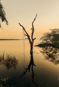 A serene lone tree reflecting in calm waters during golden hour in a tranquil setting.