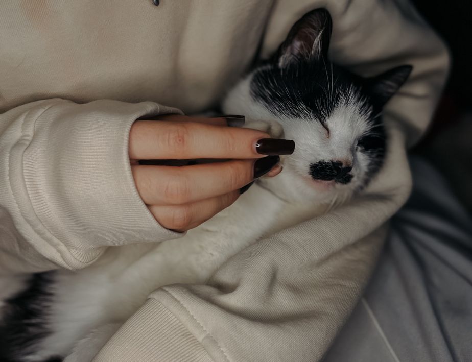 Cat Separation Anxiety: Signs and How to Help Your Cat Cope 1 A cat being gently stroked by a human hand indoors