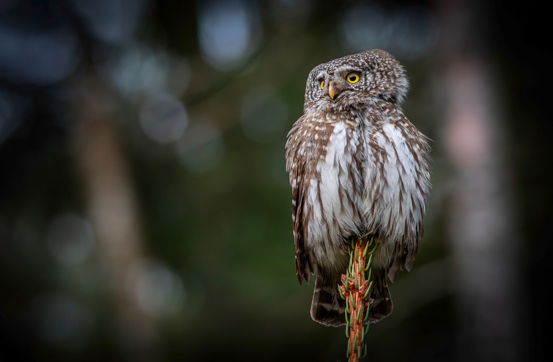 Close-up of an Eurasian Pygmy Owl perched on a branch in a forest setting, showcasing its stunning feathers.