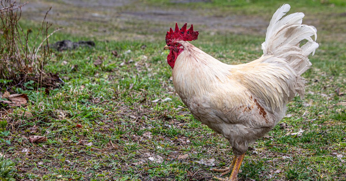 你該知道的2026年3月13日Disney+和Hulu新內容,公雞與醫療事故交