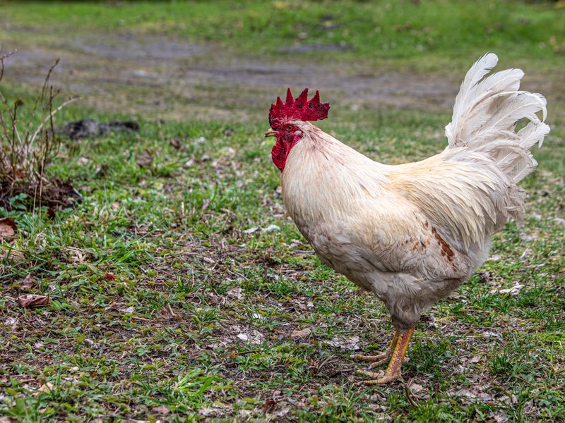 White rooster walking on grass