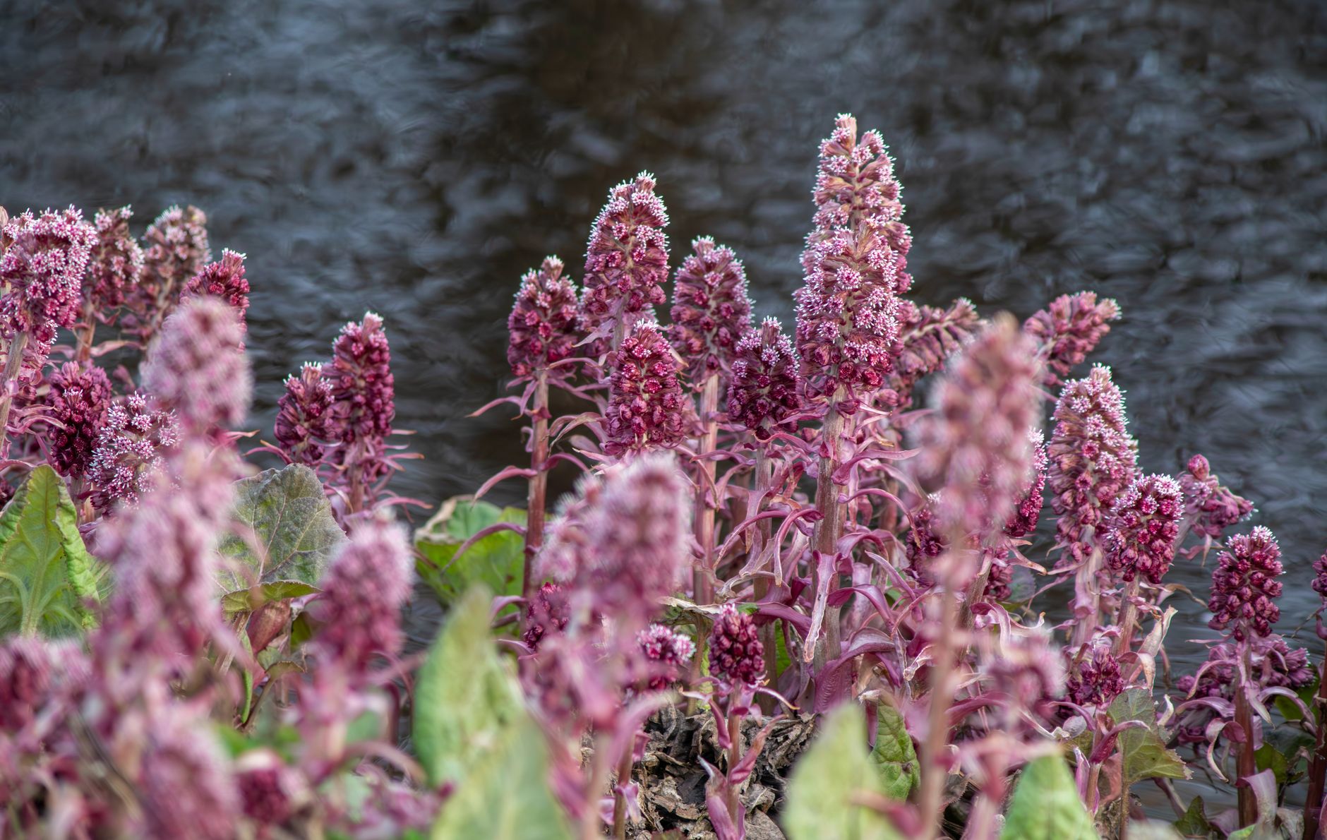 Roze bloemen langs een stromende rivier in de lente