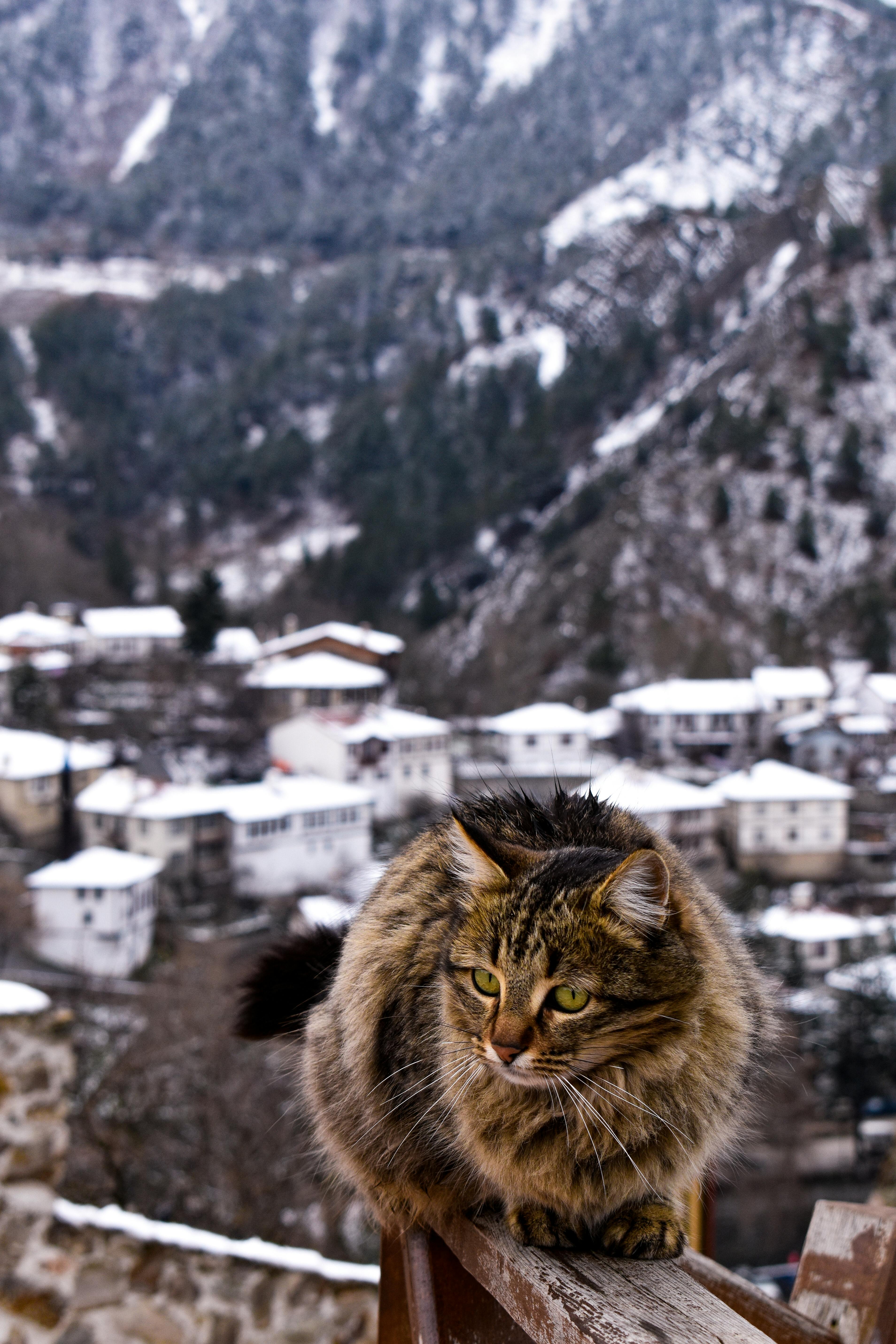 A fluffy cat perched on a railing in the snowy village of Göynük, Türkiye, with picturesque winter scenery.