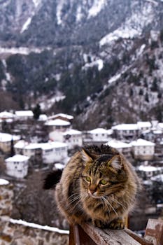 A fluffy cat perched on a railing in the snowy village of Göynük, Türkiye, with picturesque winter scenery.
