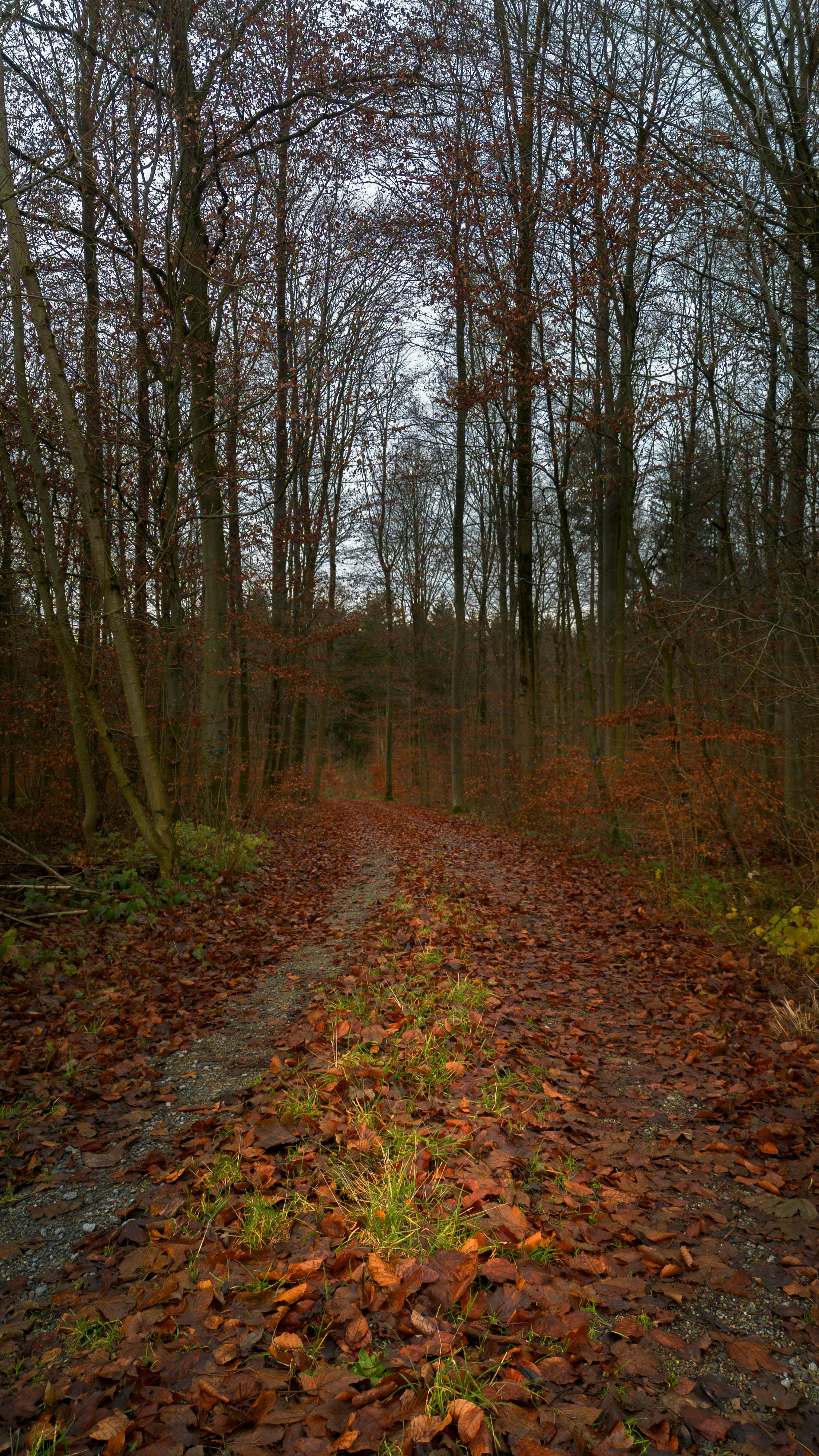 autumn pathway in bad mergentheim forest