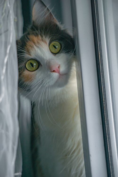 Free Adorable calico cat looking through window, capturing curiosity and warmth. Stock Photo