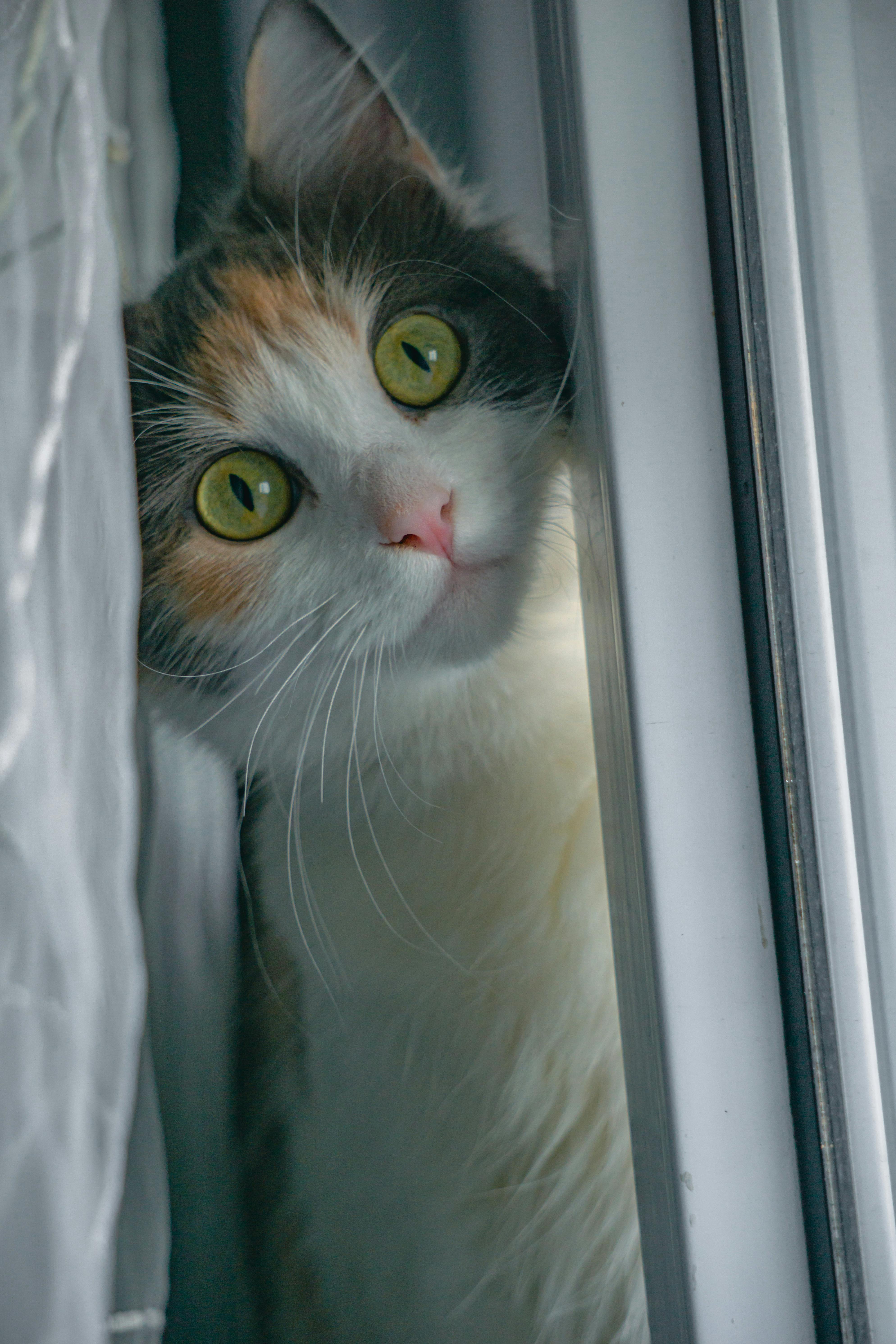 Maggie · Kostenloses StockFoto