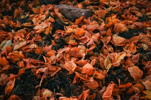 Free Capture of orange autumn leaves on forest floor in Pedro Meoqui, Mexico, showcasing fall vibrance. Stock Photo