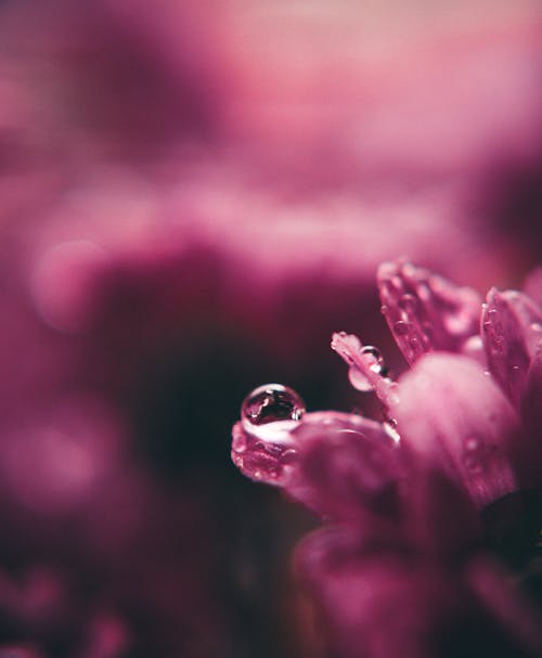 Free Pink Flower  Stock Photo