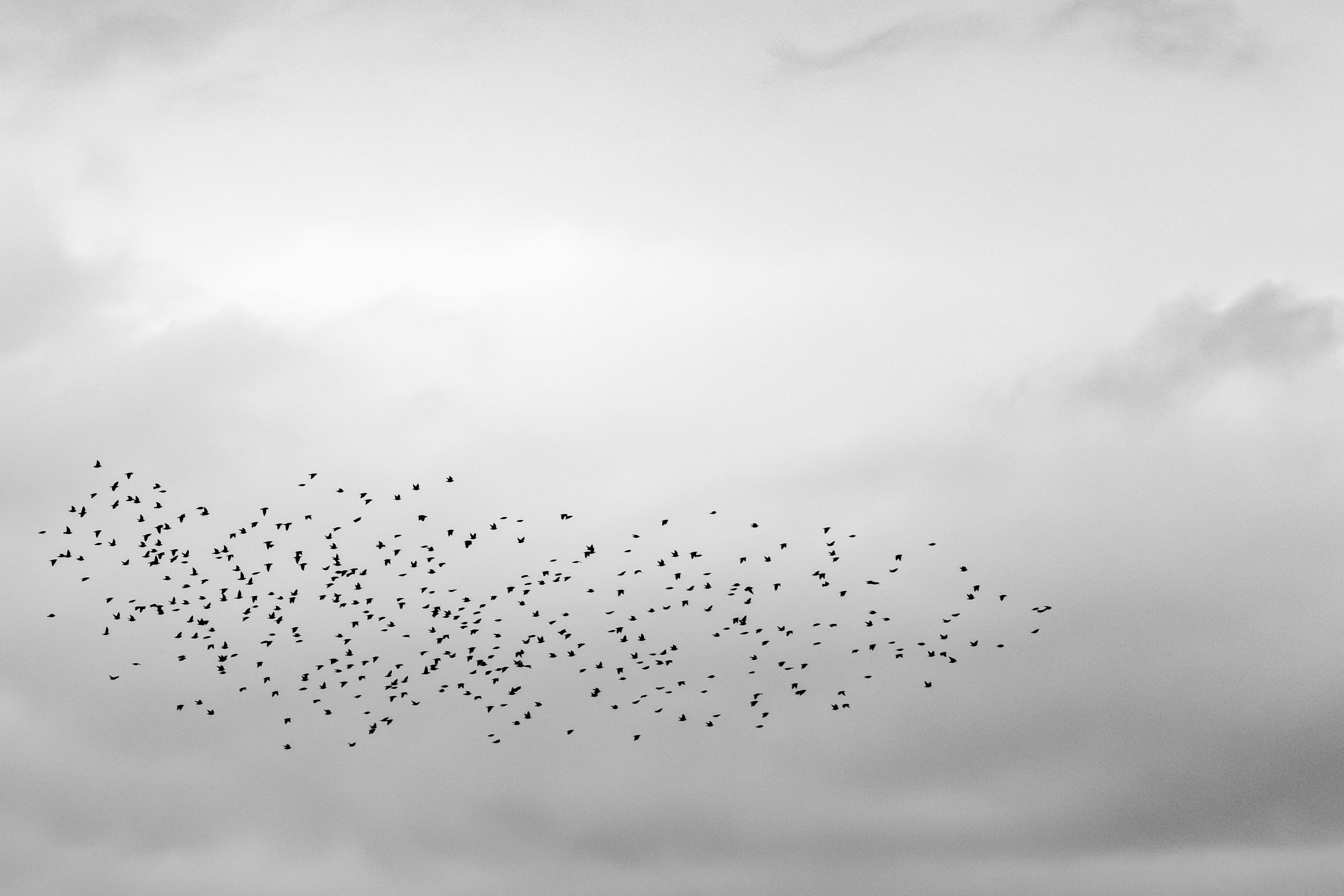 grátis Um grande bando de pássaros voando contra um céu nublado e nublado em preto e branco. Foto profissional