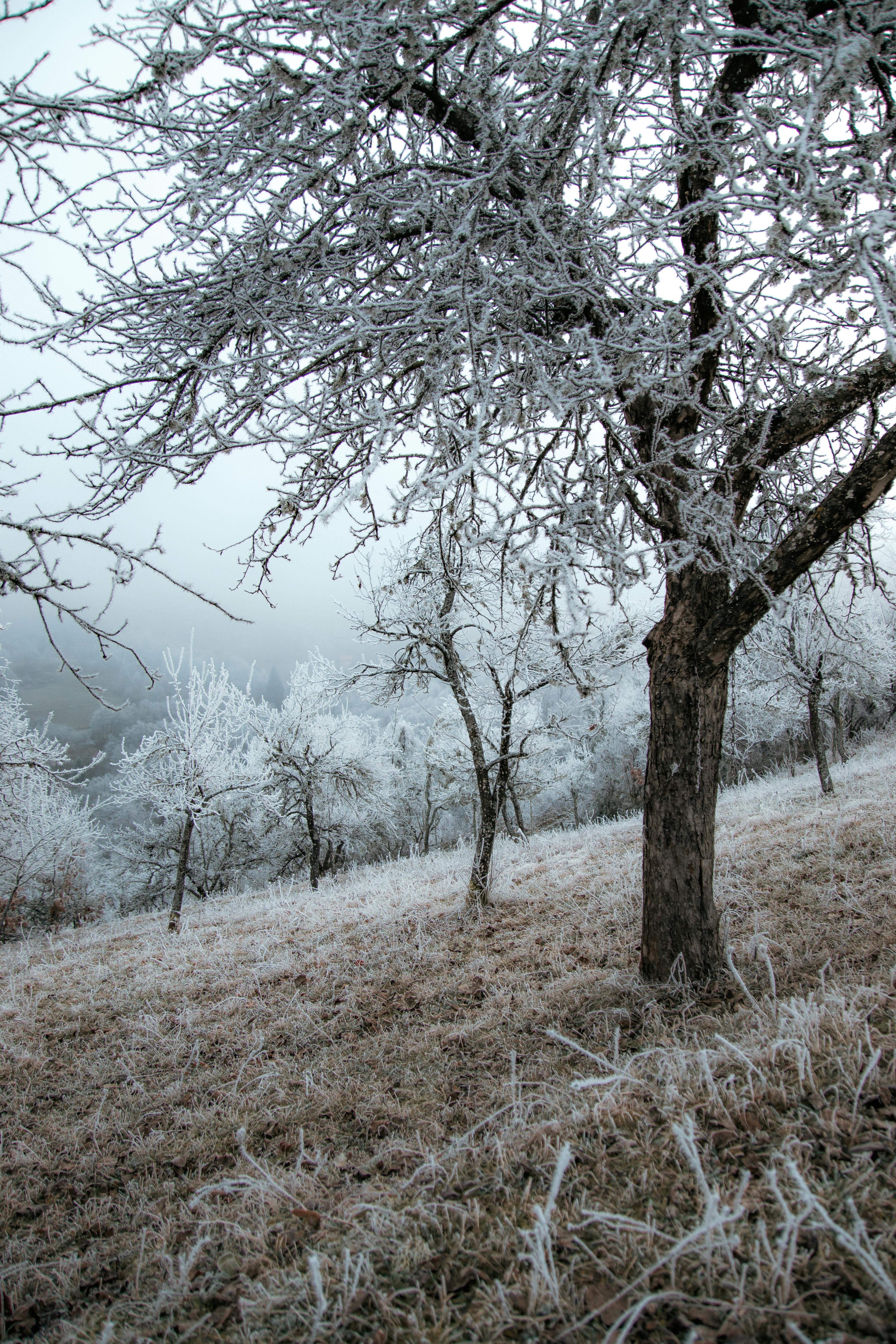 Captivating view of a frosty winter landscape with snow-covered trees in Čajniče, Bosnia and Herzegovina.