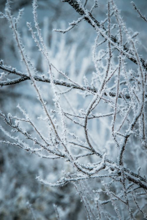 Free Close-up of frost-covered branches in a serene winter setting in Čajniče, Bosnia and Herzegovina. Stock Photo