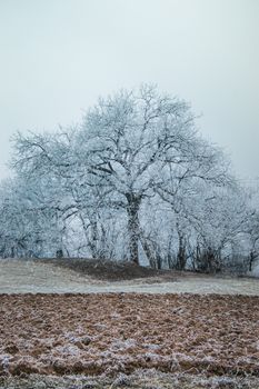 A serene winter scene featuring a frost-covered tree in a snowy field.