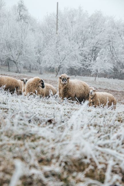 Sheep amidst frosty fields in Čajniče, Bosnia showcasing winter's serene beauty.
