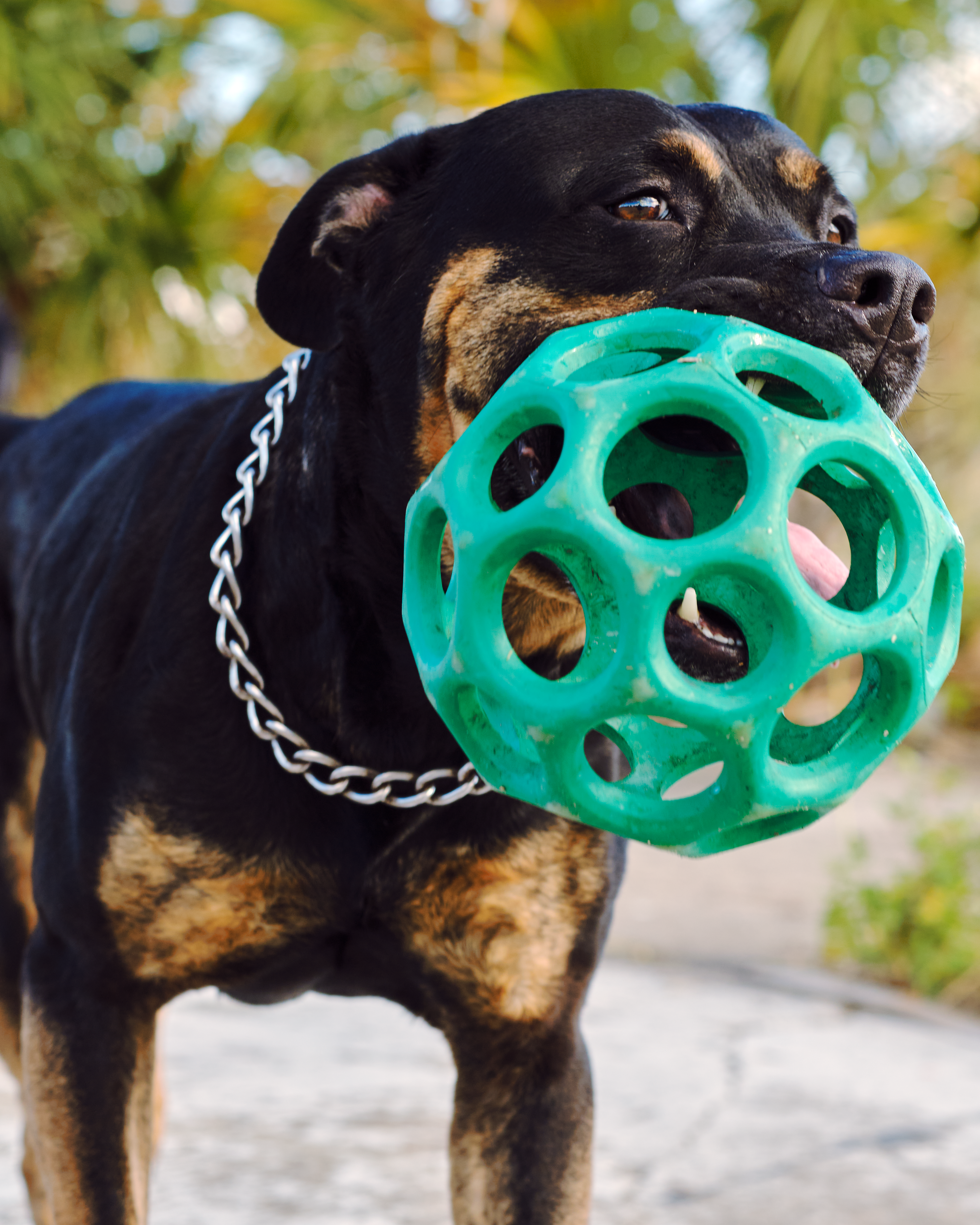 Rottweiler Playing Outdoors with Toy · Free Stock Photo