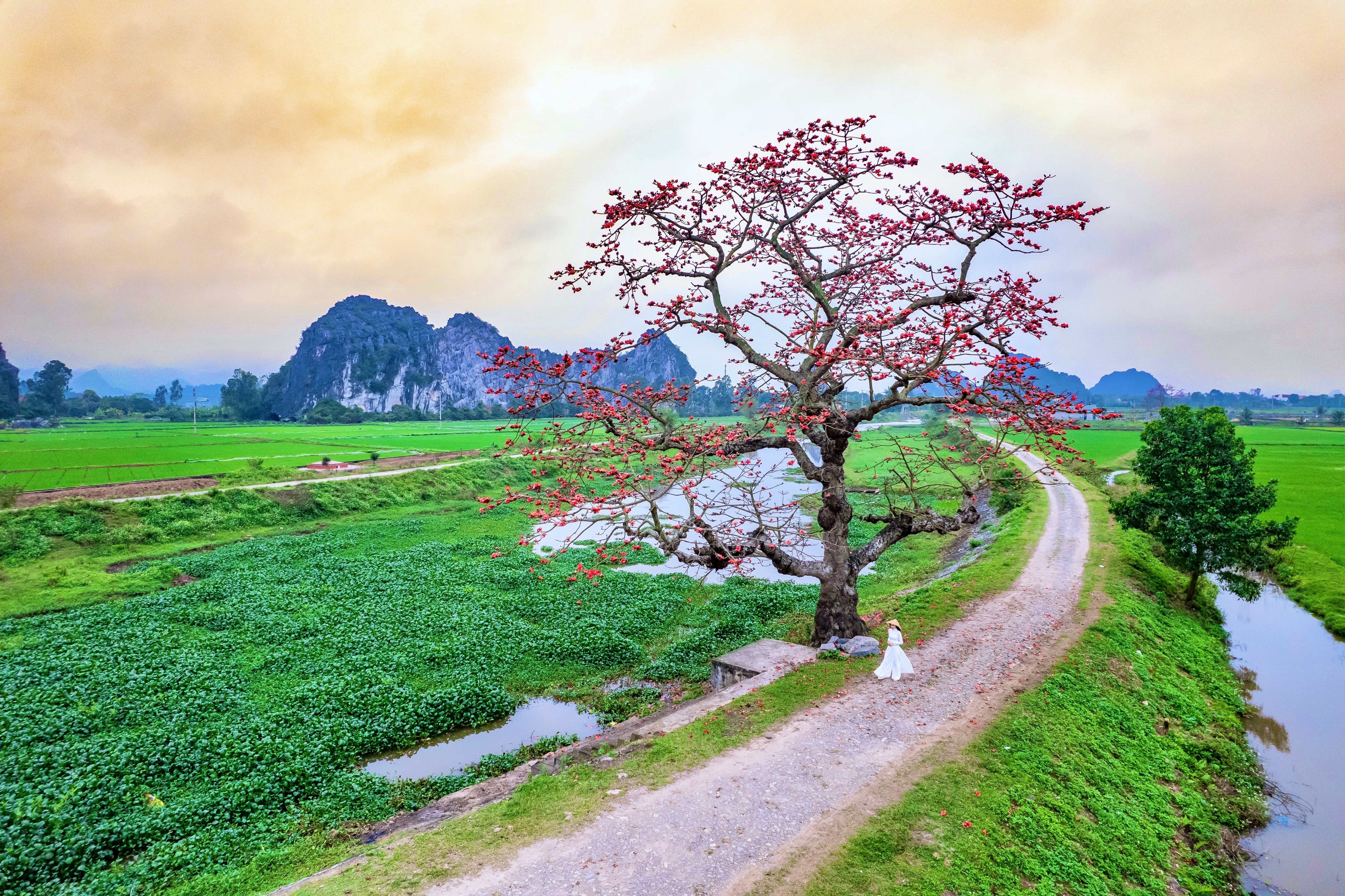 Idyllic Rural Landscape with Blossom Tree · Free Stock Photo