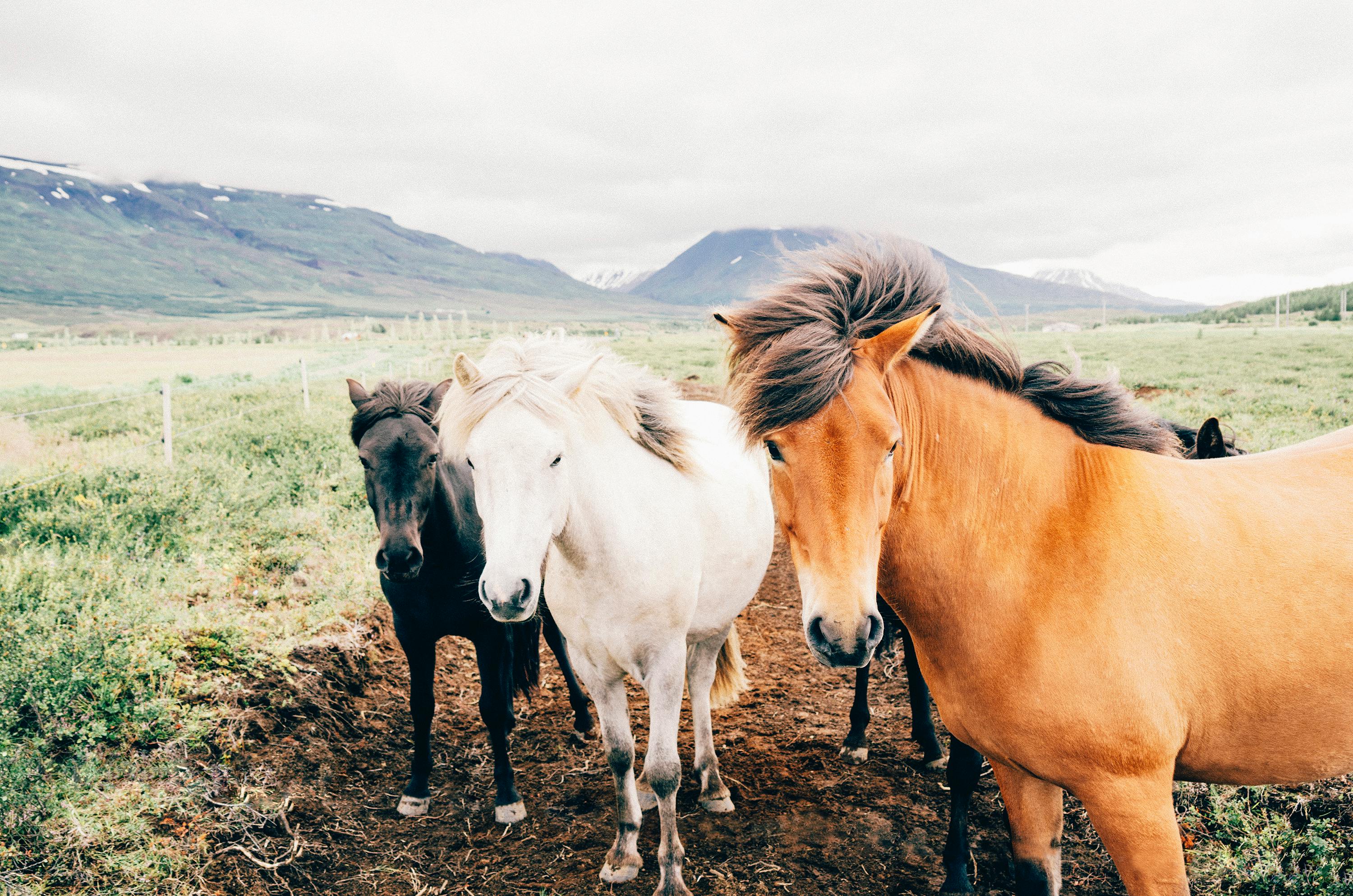 free stock photo of animals farm horses