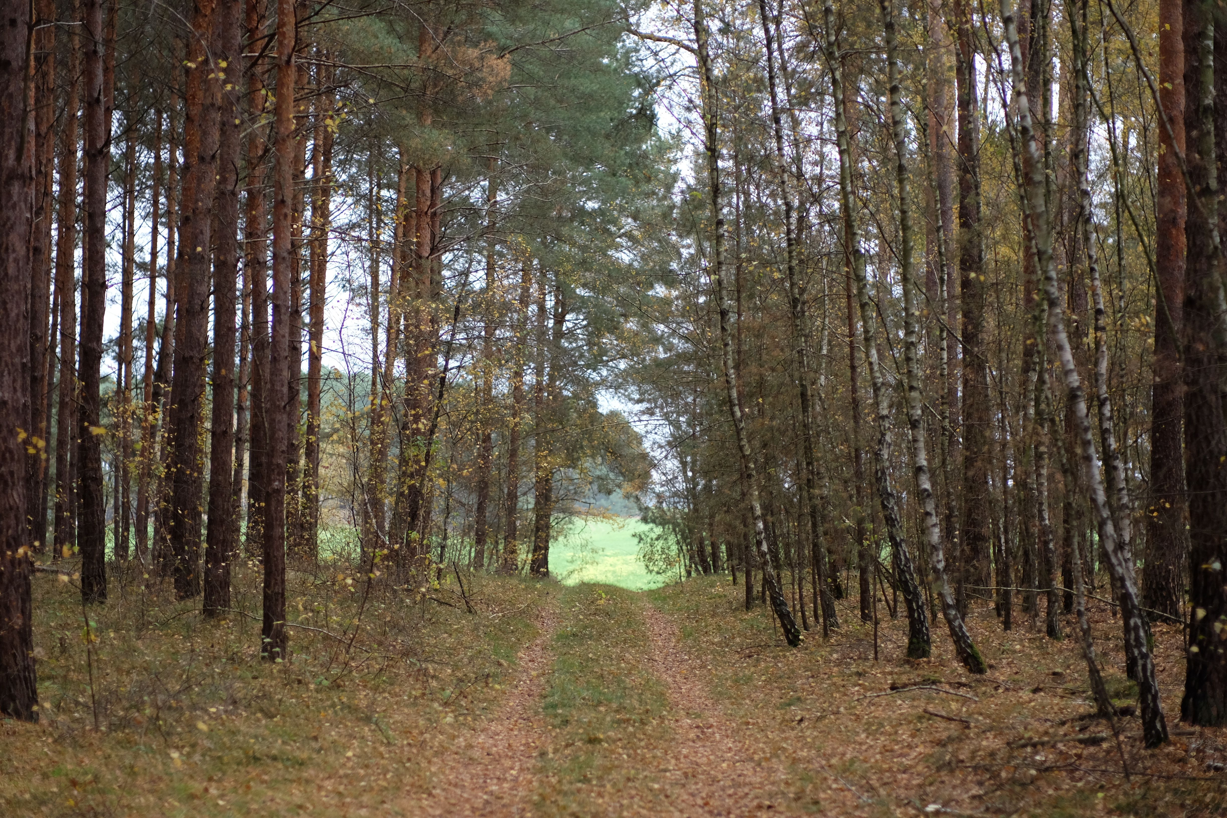 Serene Forest Path in Autumn Woodland · Free Stock Photo