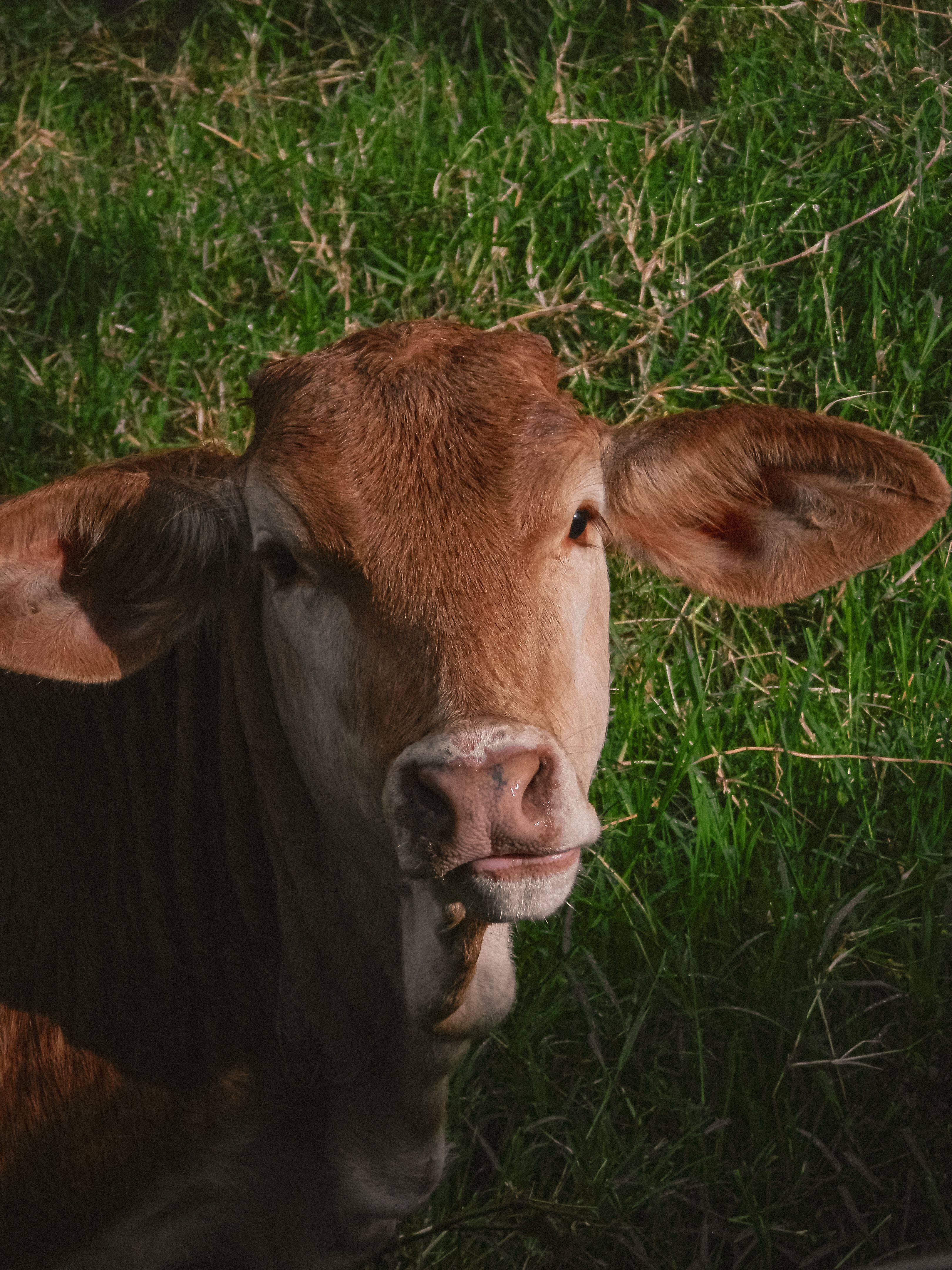 Brown Cow Grazing in Lush Green Field · Free Stock Photo