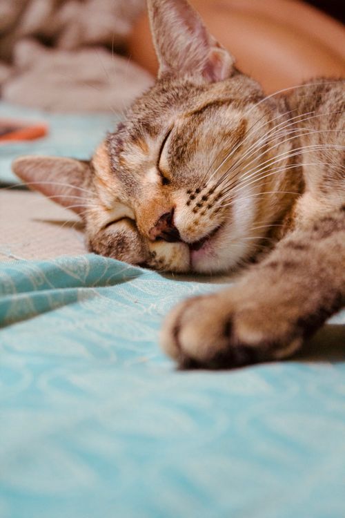 Free A serene close-up of a tabby cat taking a peaceful nap on a patterned bedspread. Stock Photo